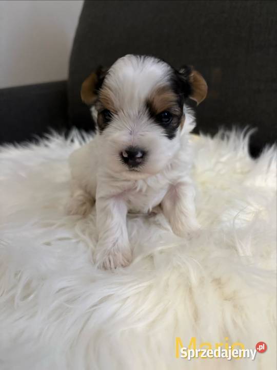 Do Rezerwacji Mario Yorkshire Terier Biewer wielkopolskie Konin sprzedam