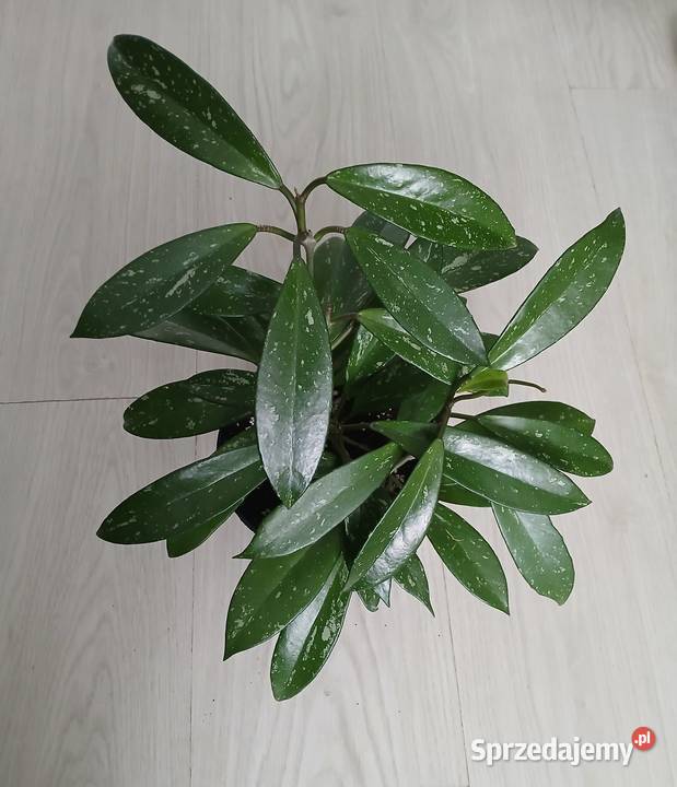 Hoya hoja pubicalyx duża roślina Częstochowa