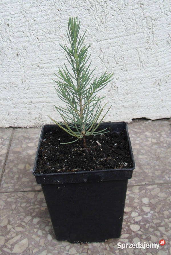 CEDR LIBAŃSKI CEDRUS sadzonki w doniczkach Ustronie sprzedam