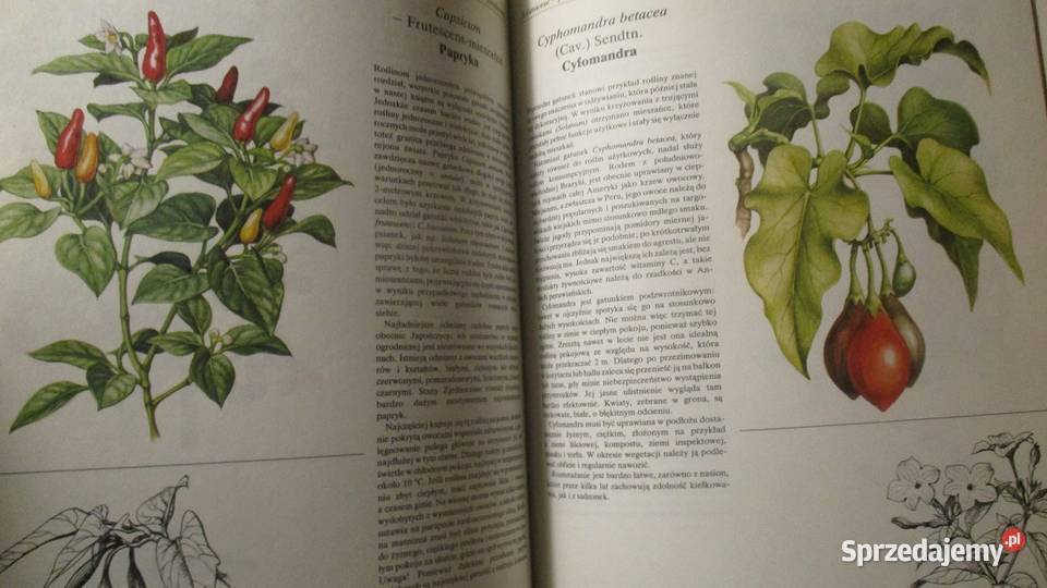 Rośliny ozdobą domu rosliny kwiaty ogród uprawa Łódź sprzedam