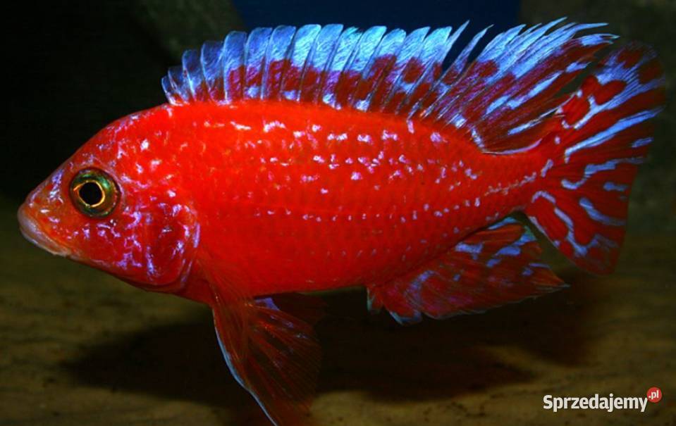 Aulonocara Fire Fish Pyszczak Pyszczaki KURIER Gdańsk
