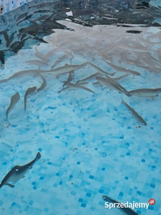 Świerzy Pstrąg teczowy Izdebno sprzedam