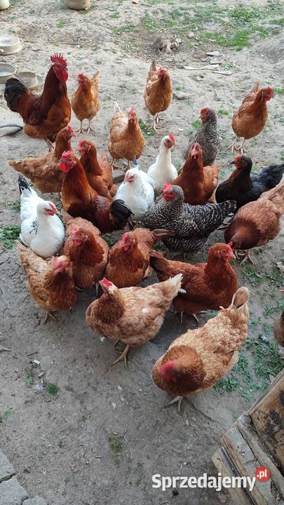 Kury dolnośląskie Ząbkowice Śląskie