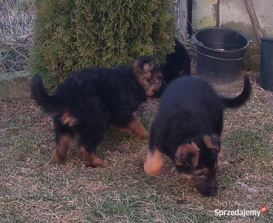 Szczenięta Owczarek Niemiecki 2 miesiące Nowa Góra