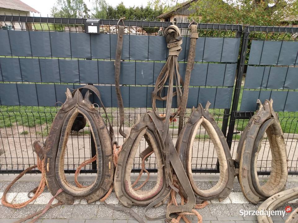 Homonto homonta końskie Pozostałe Rolnictwo