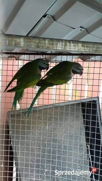 Aleksandrety chinskie