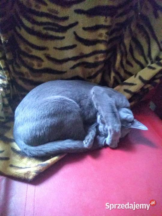 Kocurki rosyjskie niebieskie Chorzów sprzedam