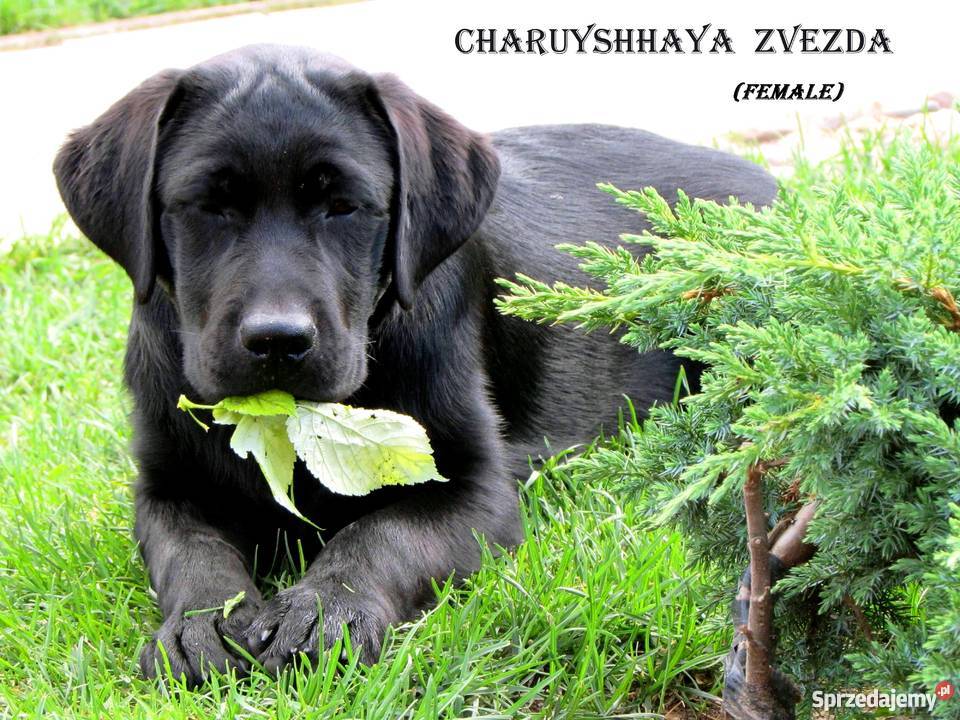 Sprzedawane szczenięta labrador rodzicówmistrzów Lublin