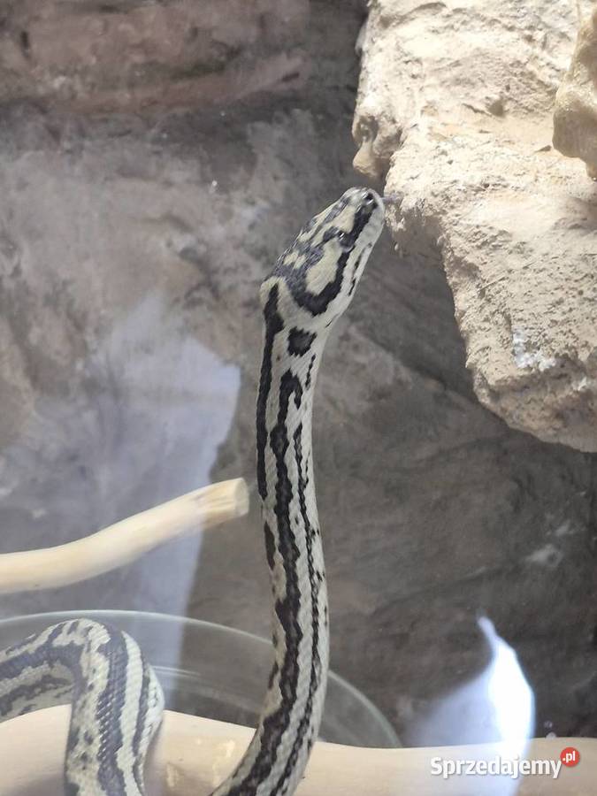 Sprzedam weza razem z terrarium Poznań