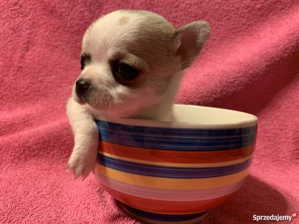 Super Mini CHIHUAHUA PIESEK z metryką waga sprzedam
