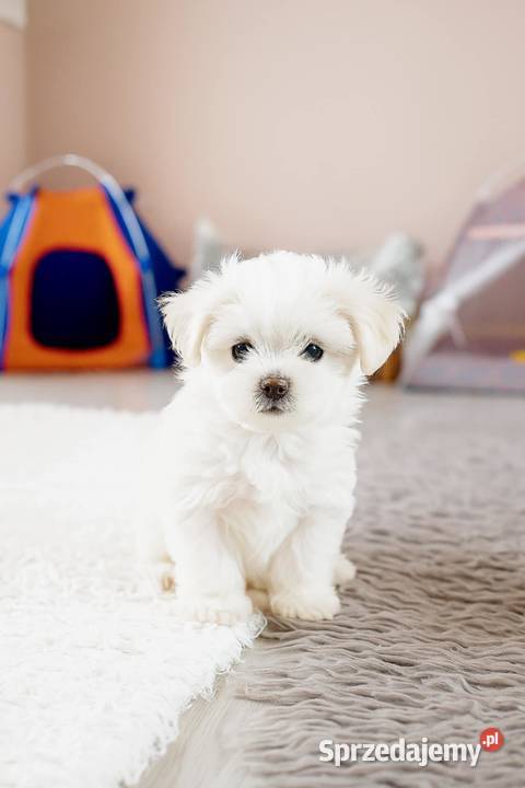 Maltańczyk szczenię suczka Racibórz