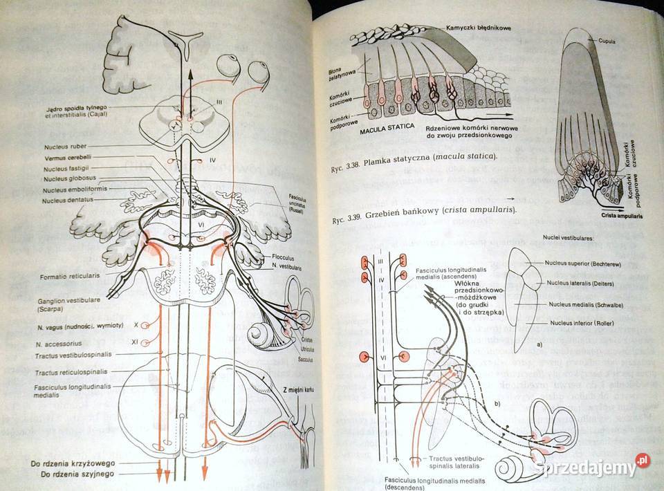 Diagnostyka topograficzna w neurologii Peter Chełm sprzedam