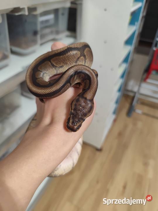 Samica Mahogany Spider 24r mazowieckie Pruszków