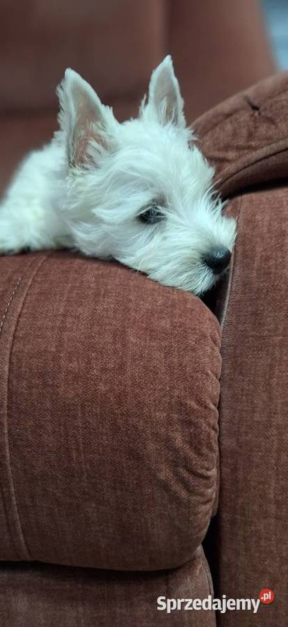 West Highland White Terrier Przysucha