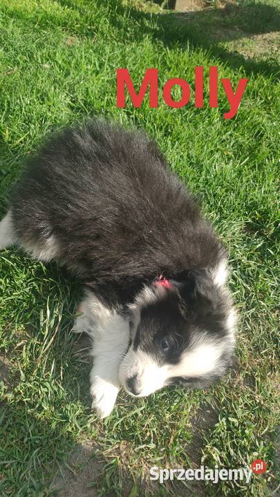 Szczeniaki border collie Studzianna