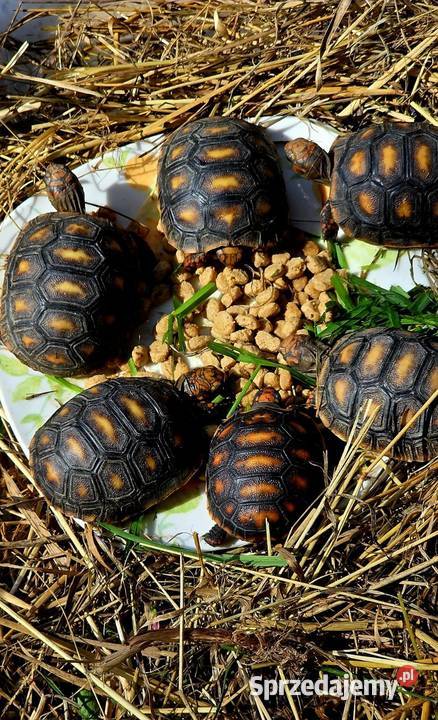 Młode Żółwie Żabuti Chelonoidis carbonarius Rybnik sprzedam