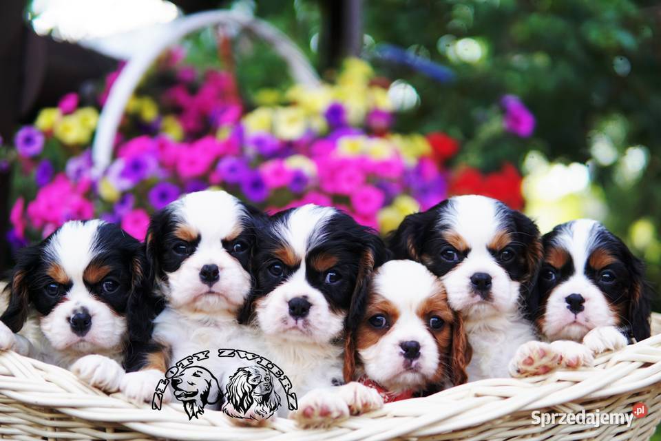 Szczenięta Cavalier King Charles Spaniel