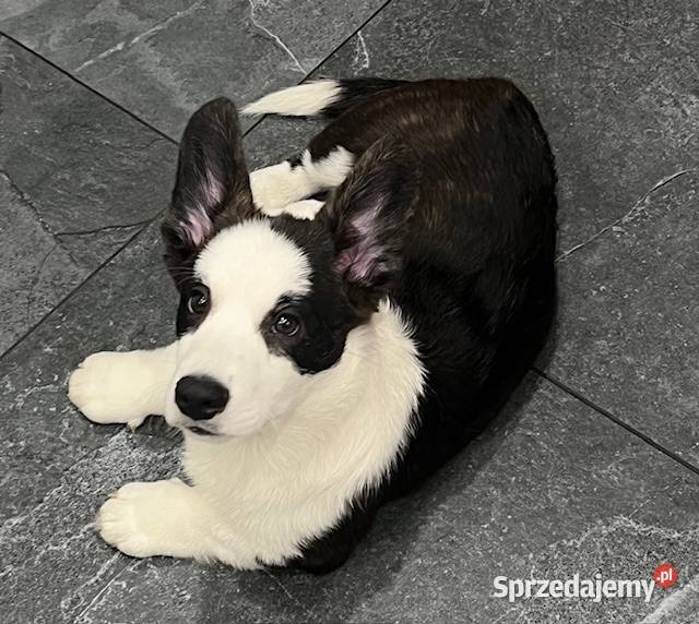 Pies Welsh Corgi Cardigan rodowód FCI Pabianice
