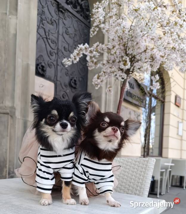 Chihuahua podpalany Warszawa sprzedam