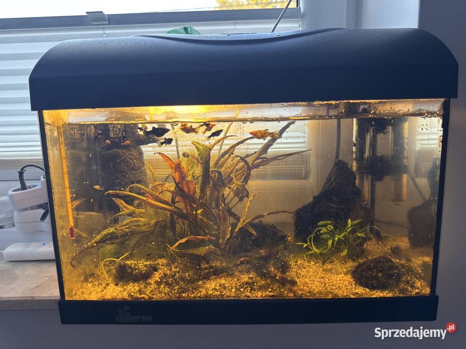 Akwarjum 105 L i 25L z rybami Warszawa sprzedam