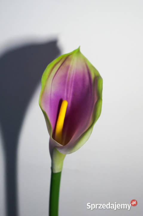 Kalia w kolorze fioletowo zielonym Częstochowa sprzedam