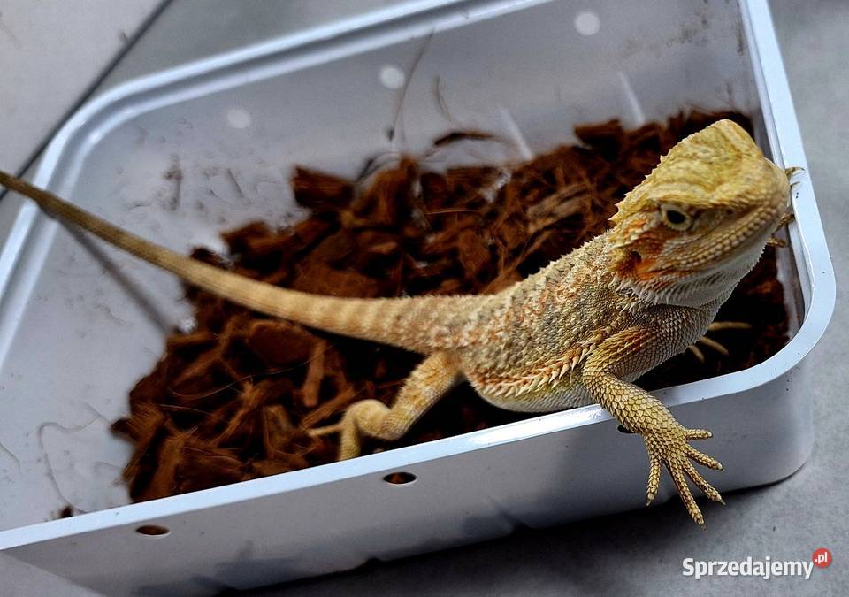 Agama brodata samiczka Gady i płazy Zwierzęta mazowieckie Wołomin
