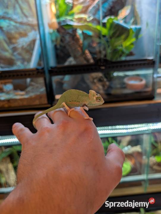 Kameleon jemeński Pied samiec warmińsko-mazurskie Olsztyn