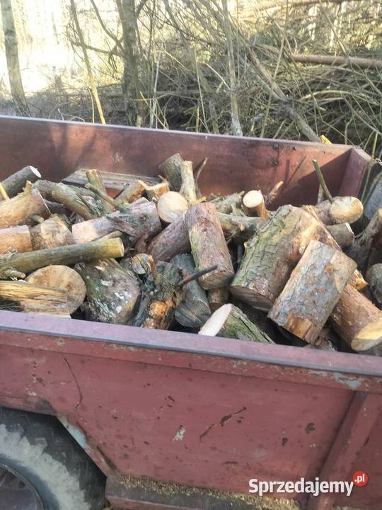 Drzewo łódzkie Miłochniewice sprzedam