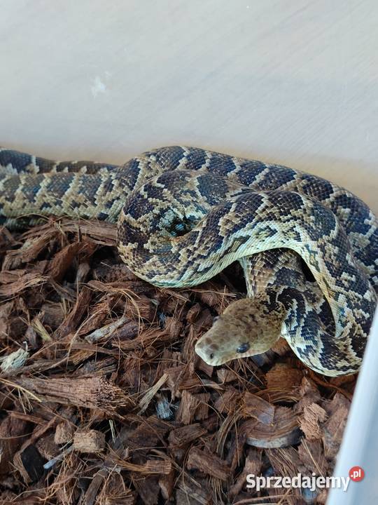 Parka boa kubańskich Radzionków