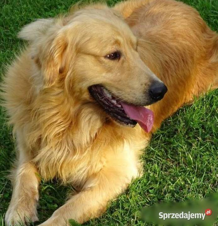 Golden retriever 10 miesięczny Przysucha sprzedam