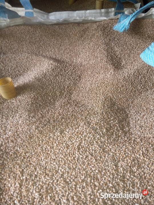 Pszenica 2025 Medynia Głogowska