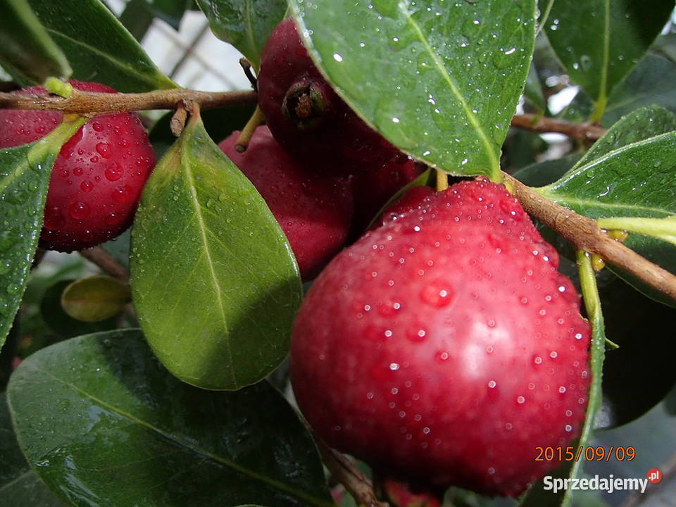 Gujawa truskawkowa Psidium cattleianum 30 Łódź