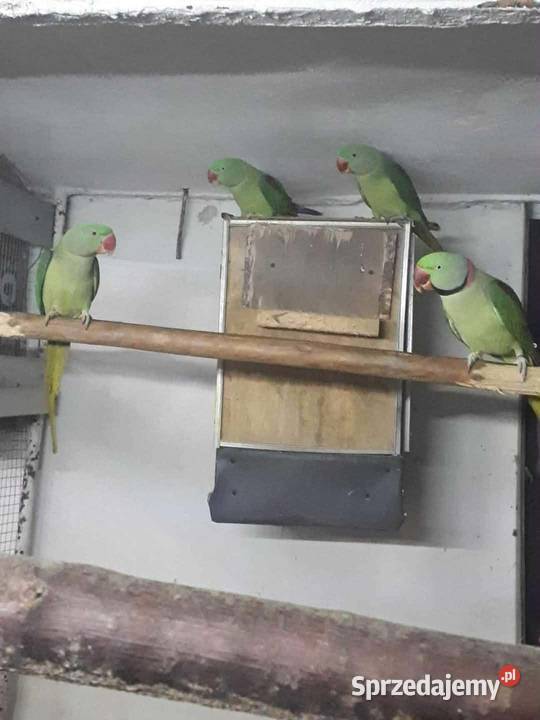 Aleksandretty wielkie 25r Ptaki Skała