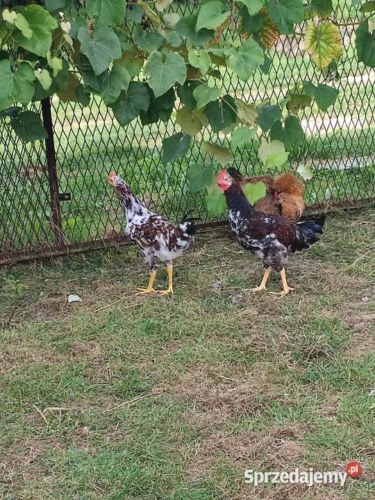Kogut zielononozka