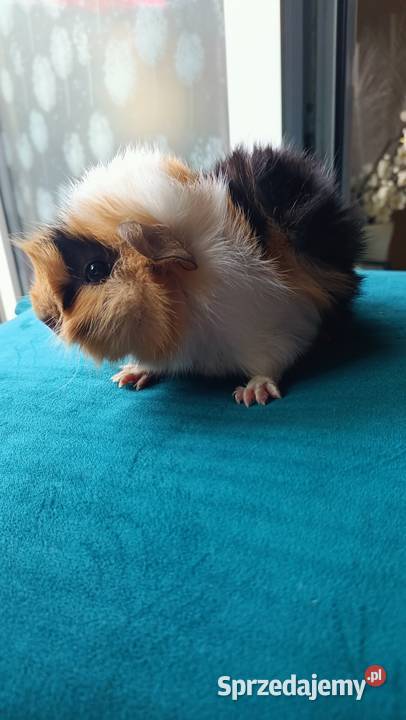 Świnka morska samiec 5 tygodniowy Warszawa