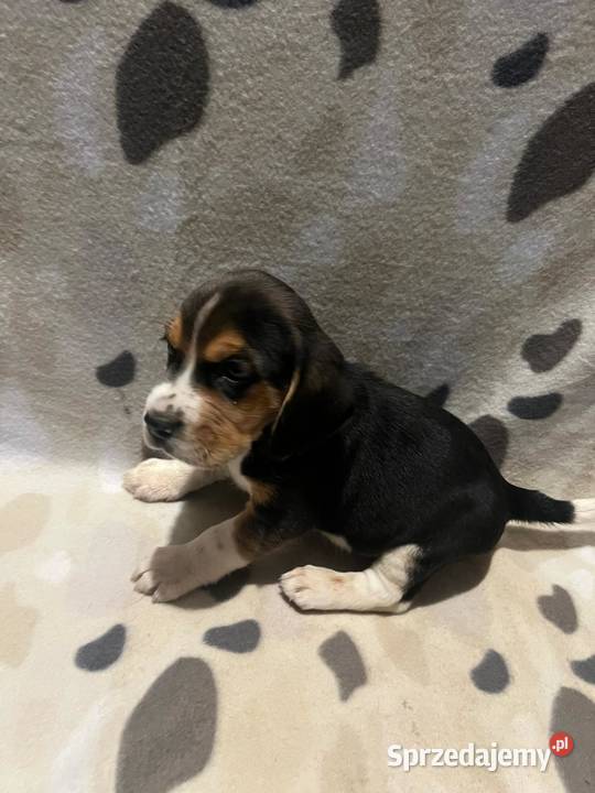 Pieski rasy Beagle Psy Limanowa