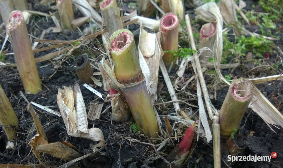 Miskant olbrzymi duża sadzonka XXL karpy Pszczyna sprzedam