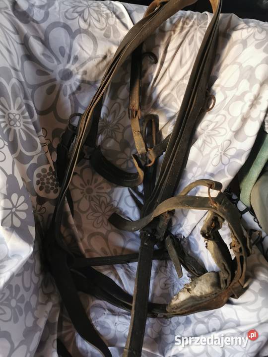 Stary puszorek konia Anusin