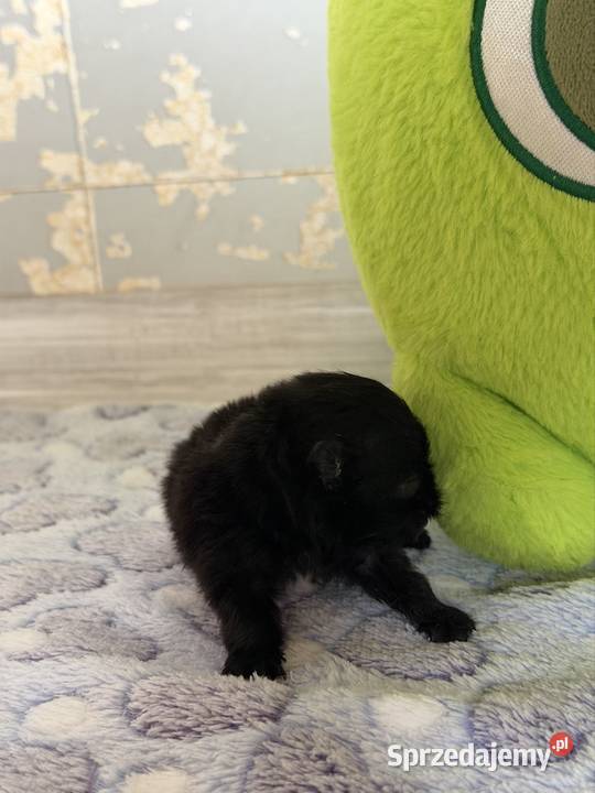 Szpic miniaturowy pomeranian chłopcy Poniszowice