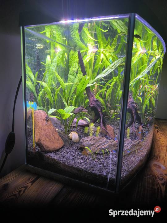 Akwarium 100 l Szczerców sprzedam