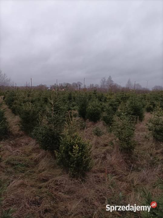 Choinka świerk drzewko bożonarodzeniowe świeżo podlaskie