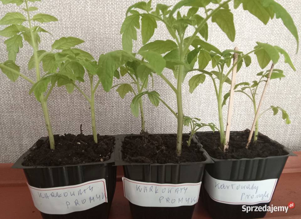 Sadzonka pomidora karłowatego Promyk