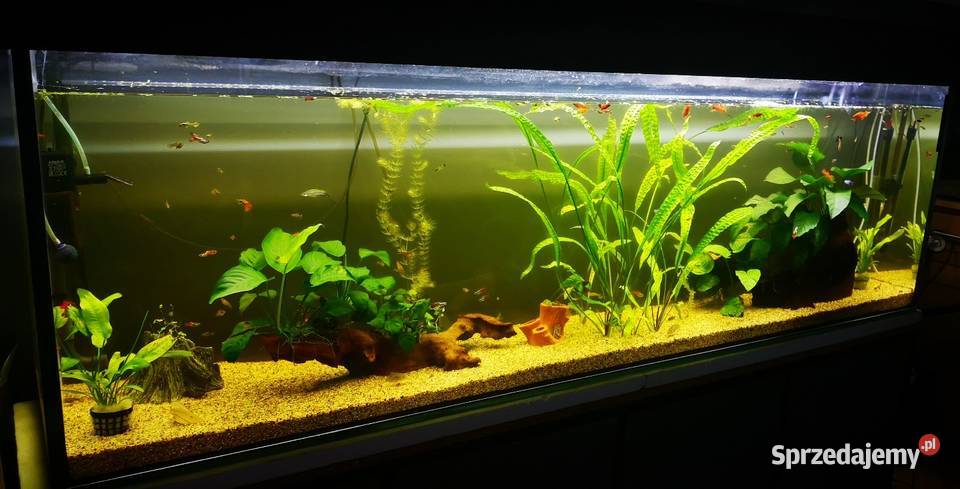 Akwarium 360 L na wymiar Jasło