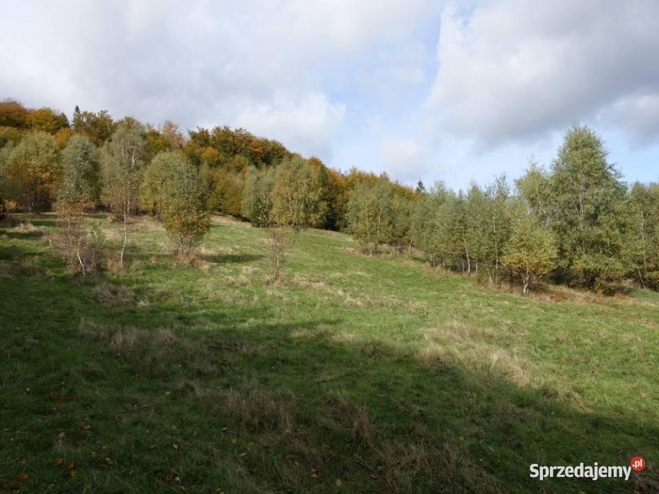 Brenna 253 ha z prawem zabudowy inwestycyjna mazowieckie Warszawa sprzedam