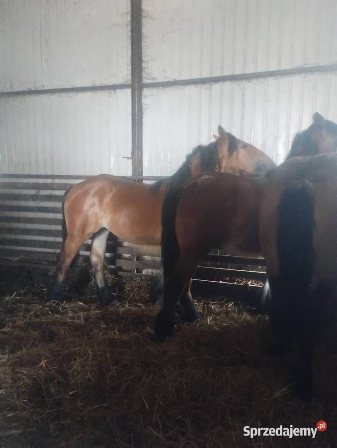 3 źrebice zimnokrwiste roczneksięgi główne lubelskie Krasew sprzedam