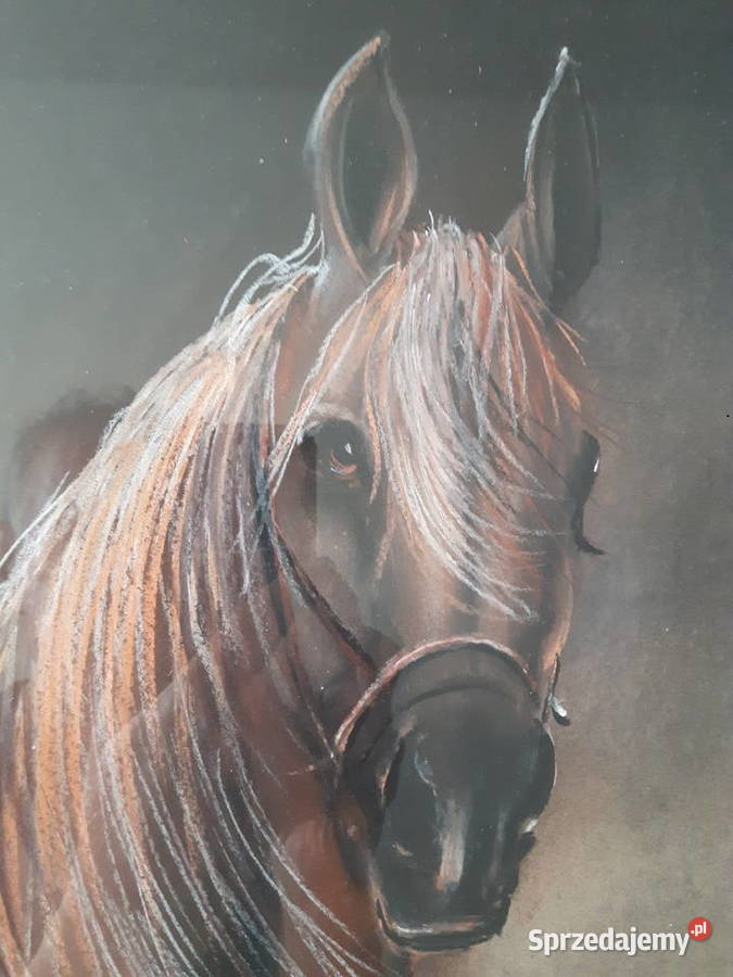 Portret konia Warszawa
