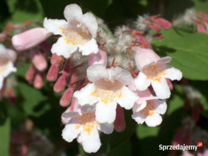 KOLKWICJA CHIŃSKA Kolkwitzia amabilis NASIONA kujawsko-pomorskie Lubanie