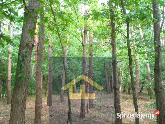 Działka leśna w Otwocku Otwock