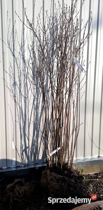 świdośliwa Lamarcka Skawina