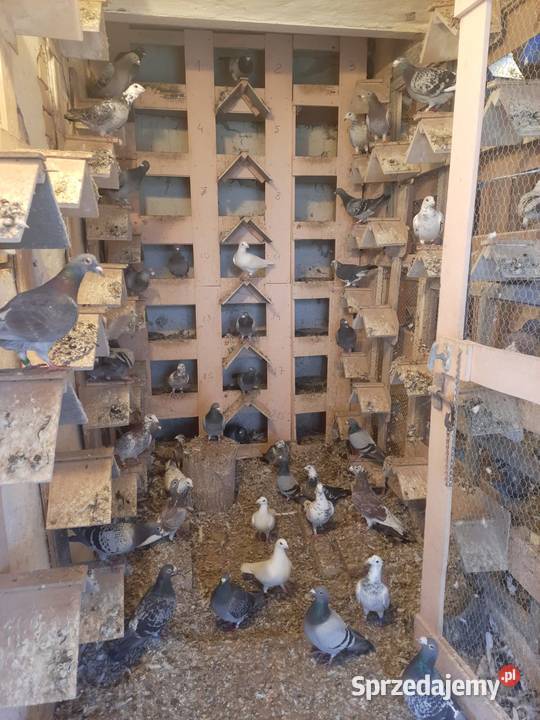 Sprzedam gołębielikwidacja hodowli Ptaki Starosiedle sprzedam